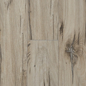 Дуб Северная Звезда-2