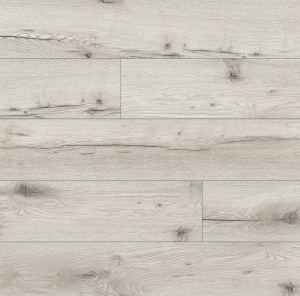 54856 Дуб Онега1-1