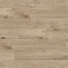 604K-V4 Дуб Левантский1-1