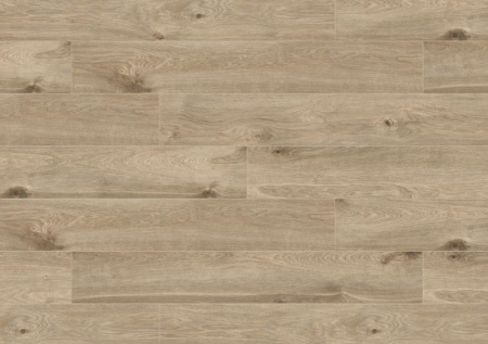 604K-V4 Дуб Левантский